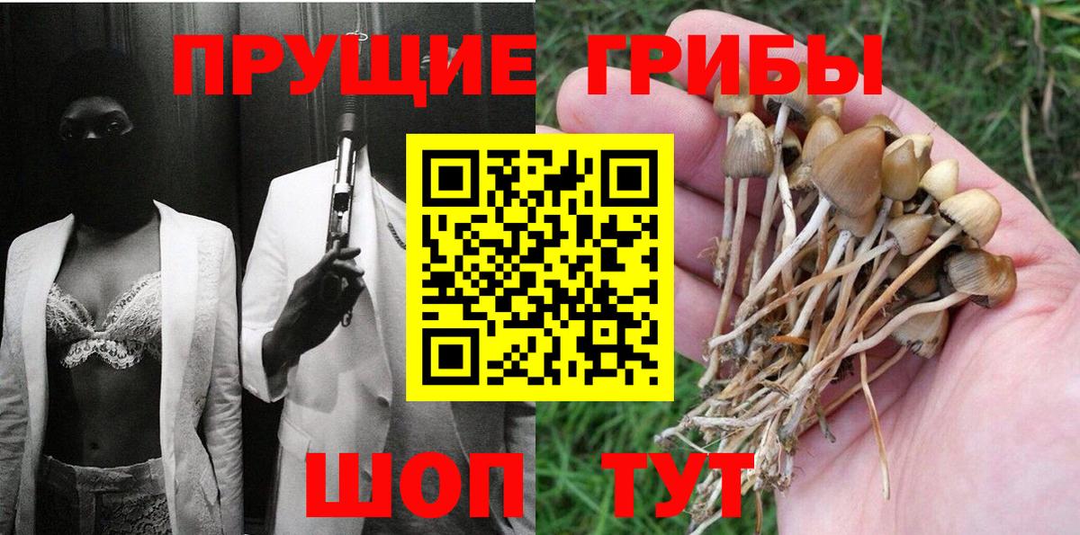 Галлюциногенные грибы Psilocybe Мичуринск